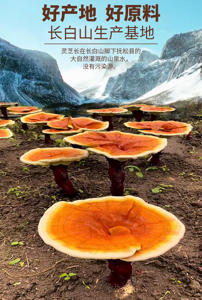 Organic Changbai Mountain Reishi Mushroom Spore Powder Gift Box 250g Lingzhi Spore Powder for Wellness specifications