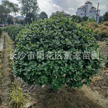 湖南苗圃批发大量供应大叶黄杨球 工程绿化1.5米的大叶黄杨球有货