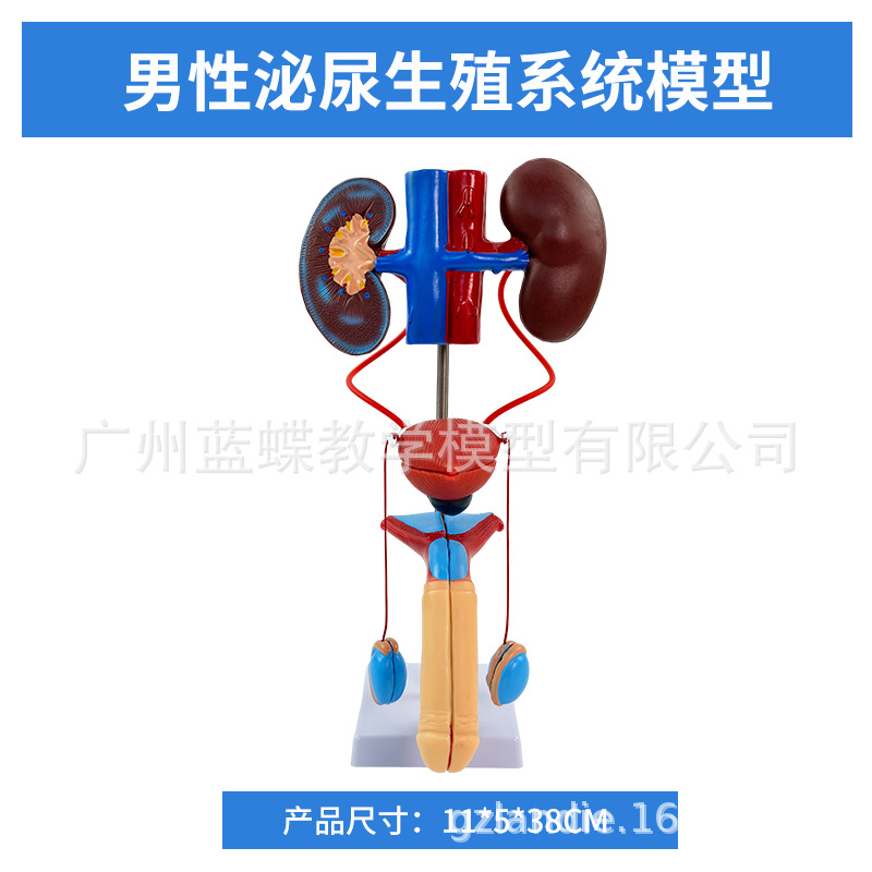 ������������ϵͳģ������ܰ������ ҽѧ��ֳϵͳ�������ģ��