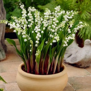 Lily of the Valley Seedlings Potted Bulbs Indoor and Outdoor Cold-Resistant Hydroponic Tulip Roots Blooming All Year Round Flowers Living Room