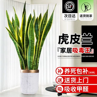 金边虎皮兰盆栽绿植办公室内好养多肉水培植物四季常青花卉虎尾兰