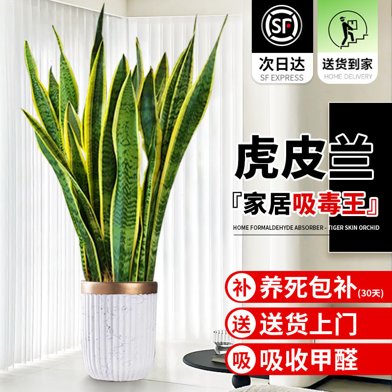 Golden-Edged Tiger Tail Orchid Potted Green Plant, Easy to Maintain in the Office, Succulent Hydroponic Plant, Evergreen Flower Tiger Tail Orchid All Year Round