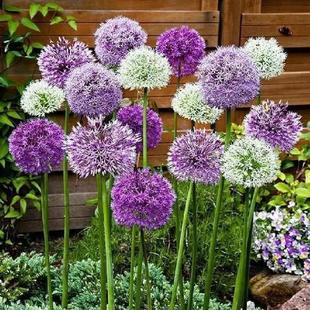 Large Green Onion Bulb Flower Seedlings Heat-Resistant Flower Potted Green Onion Flower Seeds Indoor Courtyard Balcony Four-Season Bulb Plant