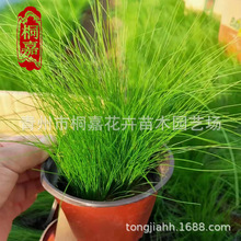 ��ë��С��a�����ݼ��o�é�����pɫ�輚�~�â���ֻ\���l