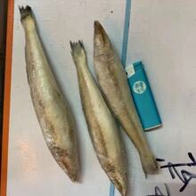沙尖鱼冷鲜大号沙尖鱼沙钻鱼 海捕沙丁鱼海鲜水产餐饮食材20斤箱