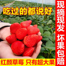 现摘速发红颜当季水果批发现货新鲜长丰露天大奶油四川烘焙草莓