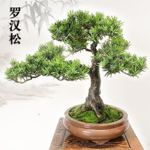 �Ϙ������_�h���ͺ��҃��լ����Gֲ�辰����ͥԺ�L���͟�G