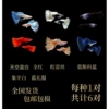 Six -pair combination (sending fish food)