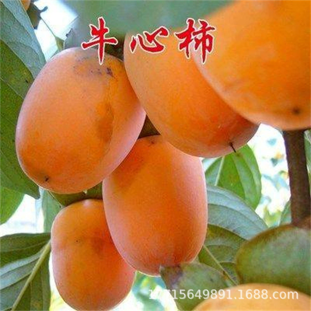 Теперь копающие саженцы хурмы Jiro продают сладкое коровье сердце саженцы хурмы оптом богатые саженцы хурмы легко выжить