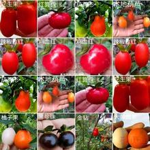 �����Ә��辰�������Ϙ����Ԏ����^���辰����ɒ���м޽�֦�l