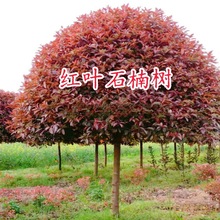 t~ʯ骘lͥԺeG繫@ͺͺߗUʯ