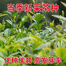 绿茶种子茶树茶叶种子采早茶绿茶子种植 新鲜信阳毛尖产茶籽