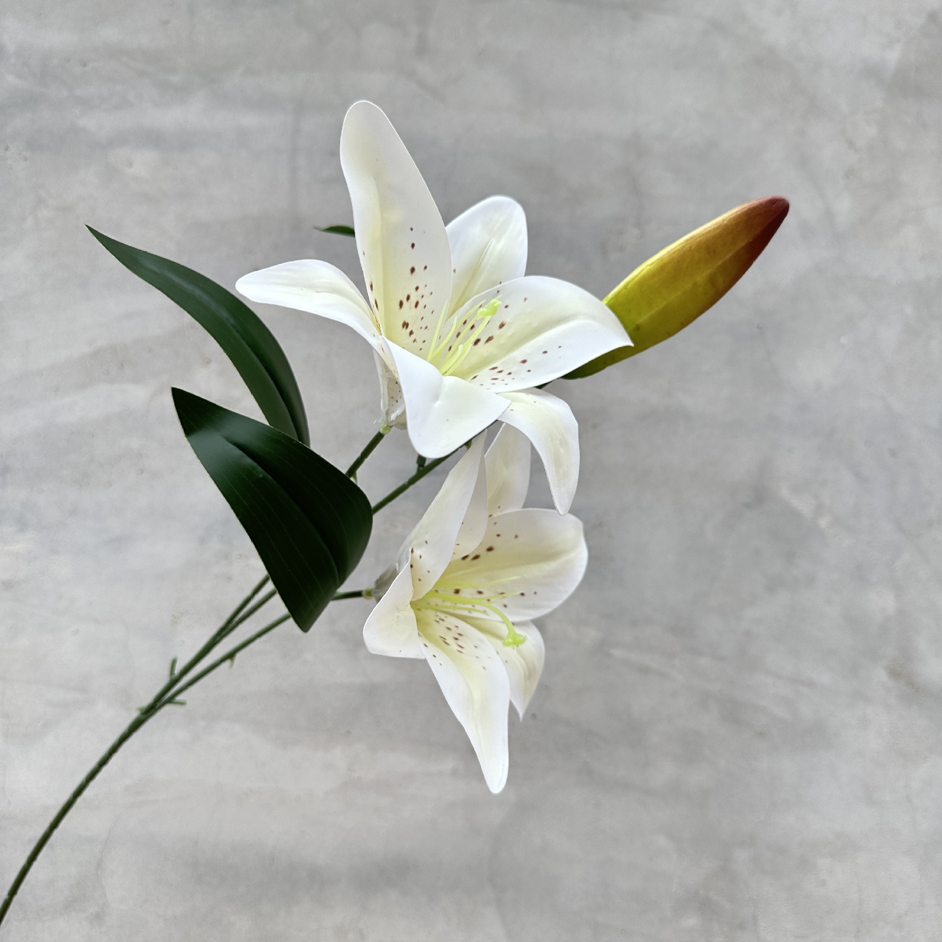 Two spending one Lei Lily-White