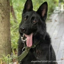 自家繁殖纯种东德牧羊犬活体双血统幼犬纯黑色大型护卫犬宠物狗