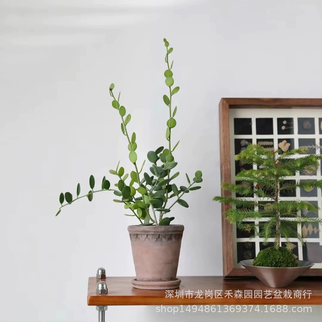 Bilai Drum, подвесная орхидея в горшке, лазящее виноградное растение, интересное суккулентное растение, подвесной цветок виноградной лозы, вечнозеленый все сезоны.