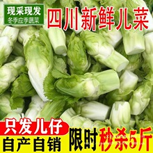 四川儿菜农家自种娃娃菜母子菜新鲜绿色蔬菜时令嫩儿仔精品儿