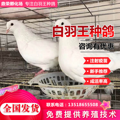 Warm meat pigeon Yuanbao dove breed living thing lady dove Sales supply