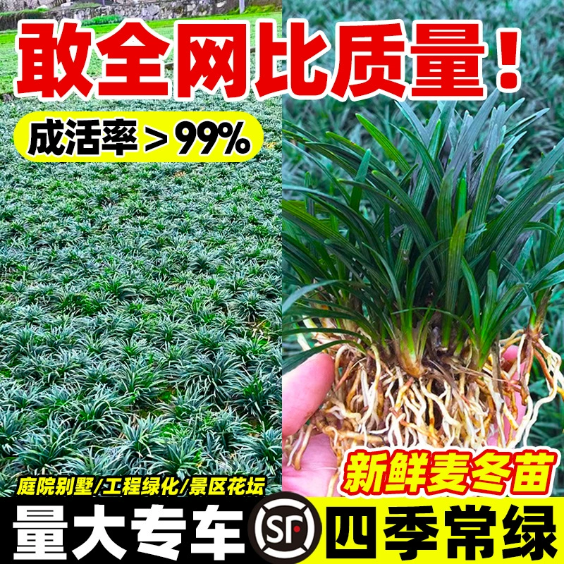 Японские гномы Ophiopogon japonicus, рассада, морозостойкая вилла, двор, сад, ландшафтный дизайн, газонное растение с почвой, рассада Ophiopogon japonicus, трава Yulong