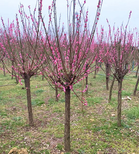 Dropshipping Red Plum Saplings Potted Plants with Strong Fragrance for All Year Round Courtyard Flower Plants Wintersweet Indoor and Outdoor Cold-Resistant