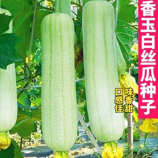 ����׽z�ϷN�Ӱ׽z�ϴ���G�z���L��z����ԭ�b�ļ��߲˷N�Ӵ�ȫ