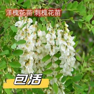 Acacia Saplings, Acacia Trees, Acacia Saplings, Acacia Saplings, Edible Acacia Saplings, White Acacia Flower Trees, Garden Saplings