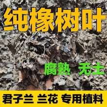 发酵纯橡树叶腐殖土腐叶土兰花君子兰专用橡叶种植营养土肥料包邮