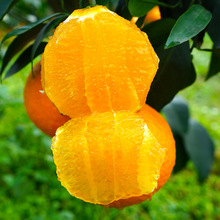 现摘四川眉山爱媛38号果冻橙10斤当季柑橘新鲜水果甜手剥橙子