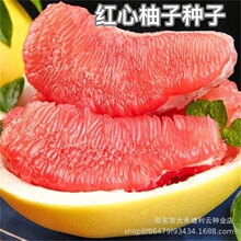 �t���ַN�� ���ӷN�� ɳ���ַN�� �߮a���ӷN�� �t���ַN��