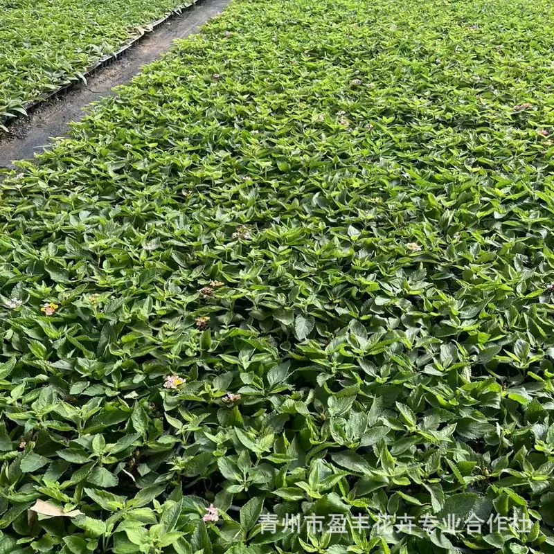 Основа поставляет пятицветные саженцы сливы, многолетние цветы для озеленения двора, пятицветные саженцы сливы.