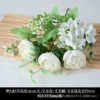 Dreamy peony white