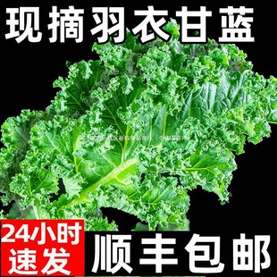 ���¸��{���r�߲�ʳ����S���]kaleե֭���Ϳ�Ƭ�pʳ����ɳ���߲�