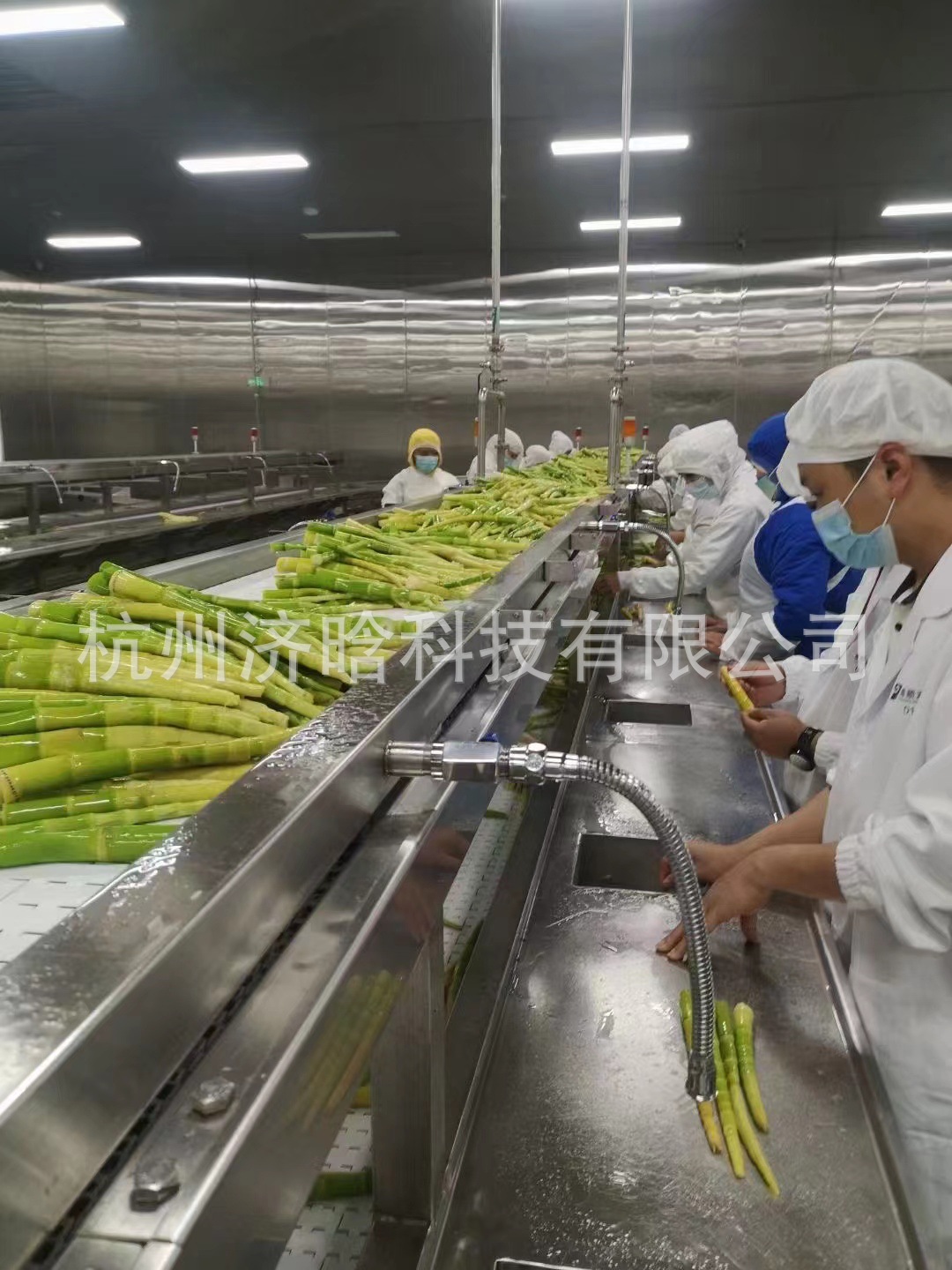 春笋加工生产设备,春笋清洗漂烫加工设备,春笋预煮速冻加工生产线