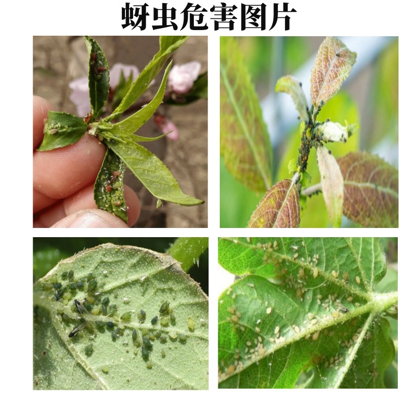 害虫蚜虫图谱