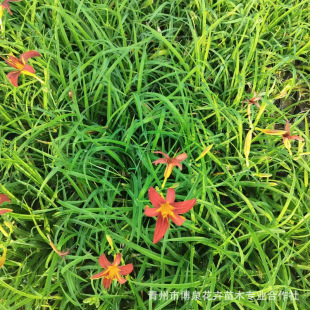 Large-Flowered Hemerocallis Flower Seedlings, Courtyard Potted Seedlings, Garden Four-Season Ornamental Perennial Flower Plants, Golden Doll Hemerocallis Seedlings