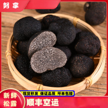 云南高黎贡山新鲜黑松露菌500g生吃刺身云南特产新鲜菌菇块菌煲汤