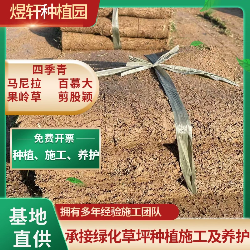 Манильский газон, зеленые растения с почвой, настоящий газон для двора, дома, сада, вечнозеленые и устойчивые к подступению растения для озеленения.