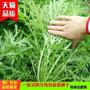 Snow Choy Seeds for Large-Leaf and Fine-Leaf Snow Choy Pickles, Nine-Headed Bird Seeds for Autumn and Winter Seasons