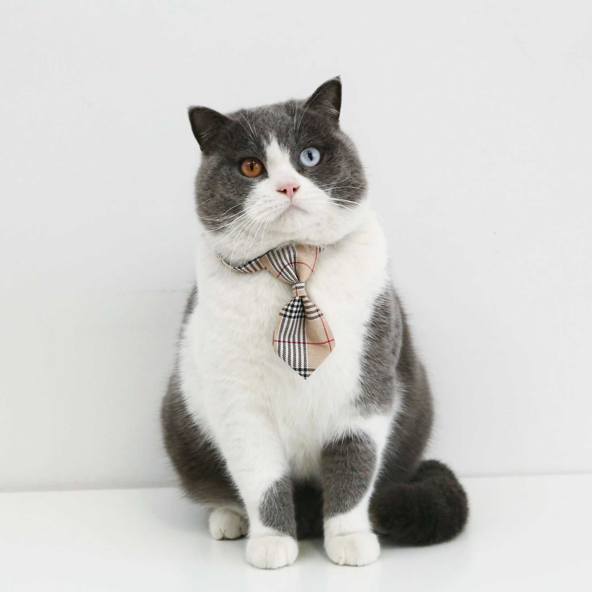 Corbata De Lazo De Estilo Británico Para Mascotas, Collar Ajustable Para Perros Y Gatos, Accesorios Para Campana display picture 9