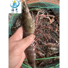 ���l�|ɽ�u���ز��r250g�ك�Ұ�����r���b���r���r��偟�������