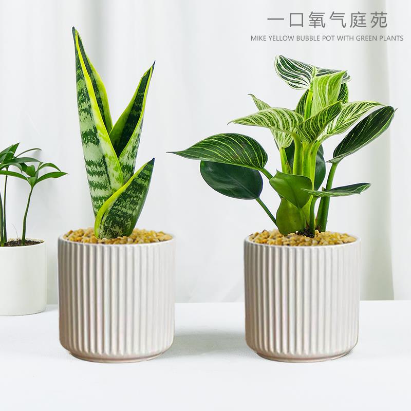 Golden Edge Sansevieria, Easy-To-Care-For Green Plant for the Office or Living Room, Potted Plant That Purifies the Air, Ideal for Lazy Gardeners Golden Edge Sansevieria, Easy-To-Care-For Green Plant for the Office or Living Room, Potted Plant That Purifies the Air, Ideal for Lazy Gardeners