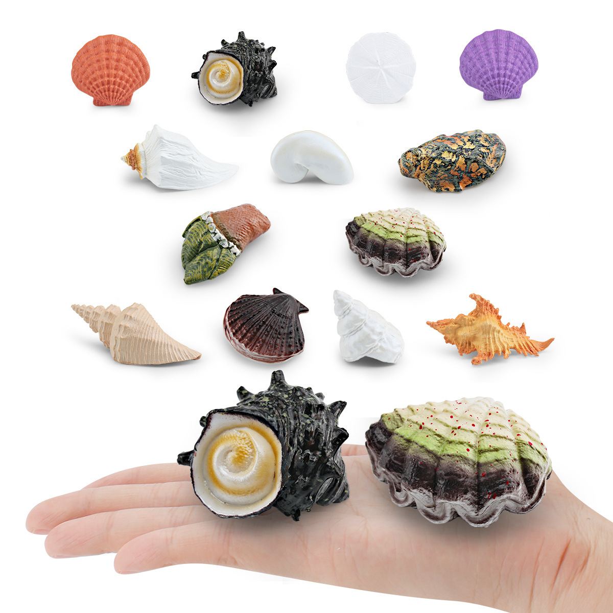 Simulación transfronteriza conchas de flores, caracoles, caracoles, caracoles, huesos de pies, caracoles, ostras, modelo de vida marina, conchas, adornos estáticos