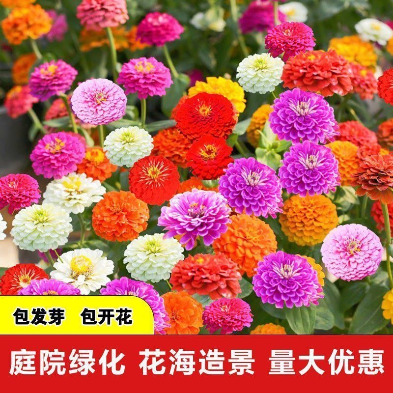 百日草花种籽子四季播种开花庭院种子格桑花万寿菊花种孑野花组合