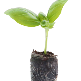 意大利甜罗勒叶苗水培盆栽可食用迷迭香百里香紫苏香草九层塔香料