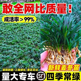 Japanese Dwarf Ophiopogon Japonicus Seedlings, Cold-Resistant Trampling Courtyard Landscaping Lawn Plants with Soil Ophiopogon Japonicus Seedlings Yulongcao