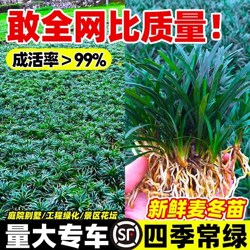 Японские гномы Ophiopogon japonicus, морозостойкие и устойчивые к подтаптыванию, подходят для ландшафтного дизайна двора и газонных растений, с почвой, Ophiopogon japonicus, трава Yulong.