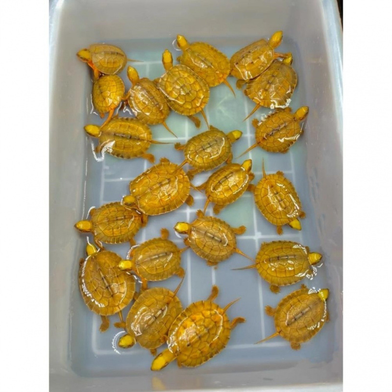 纯正石金钱龟招财宠物龟黄金龟小乌龟活物小青龟幼苗观赏启梅商行