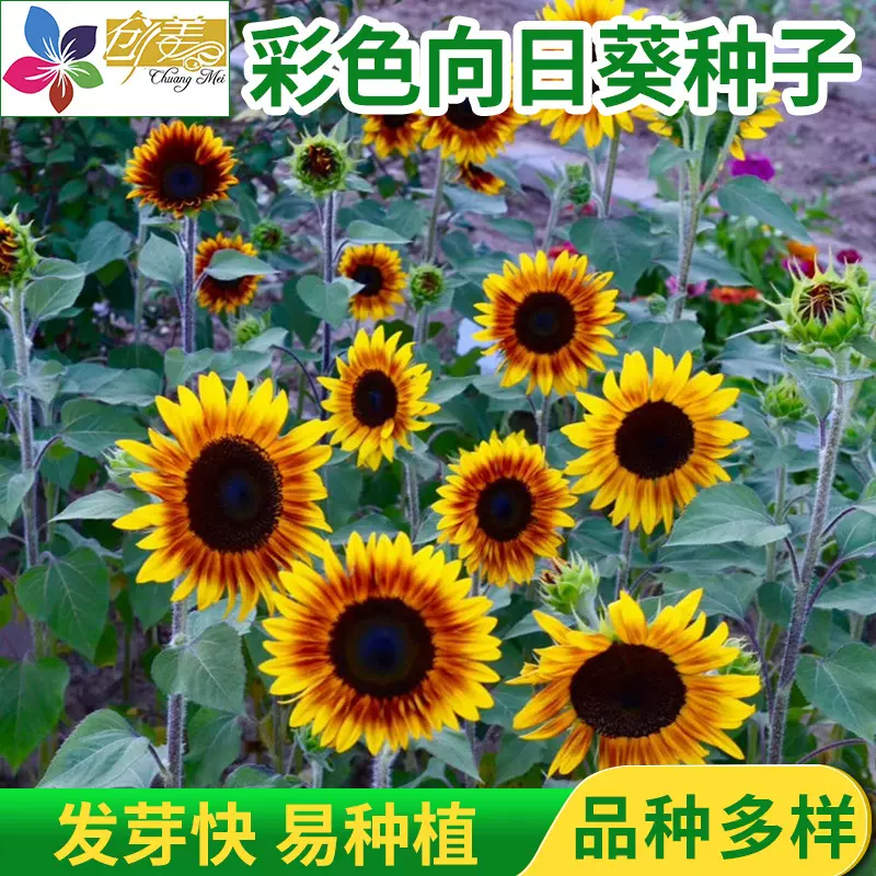 切花向日葵种子 油画向日葵 彩色向日葵种子