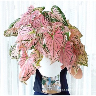 ���~�� ��ɫ�� �҃ȾGֲ���� ���B�������~���ɫ�w�R�^�~