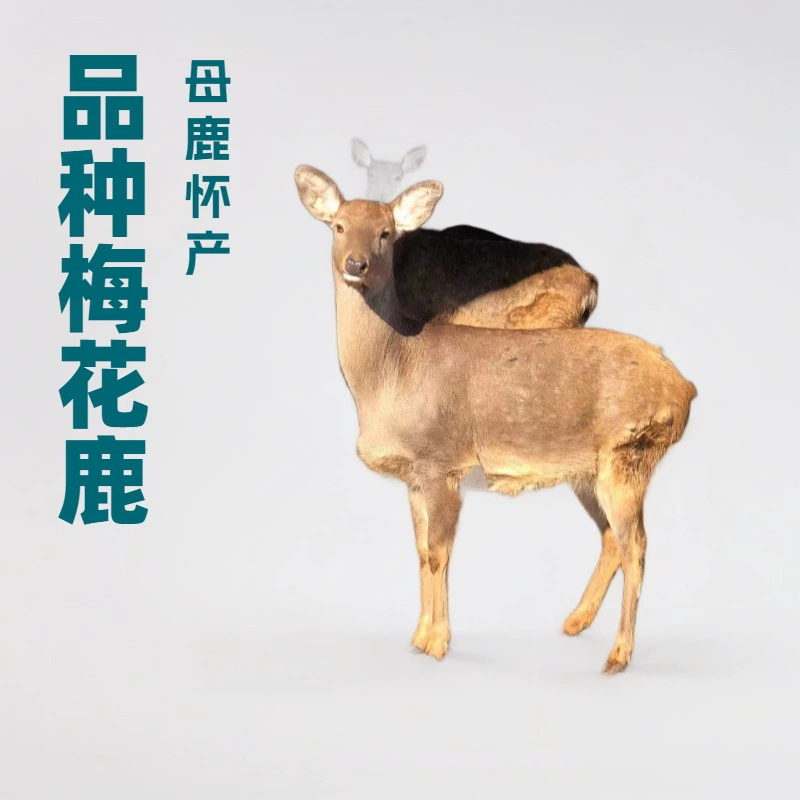 Цены на саженцы пятнистых оленей