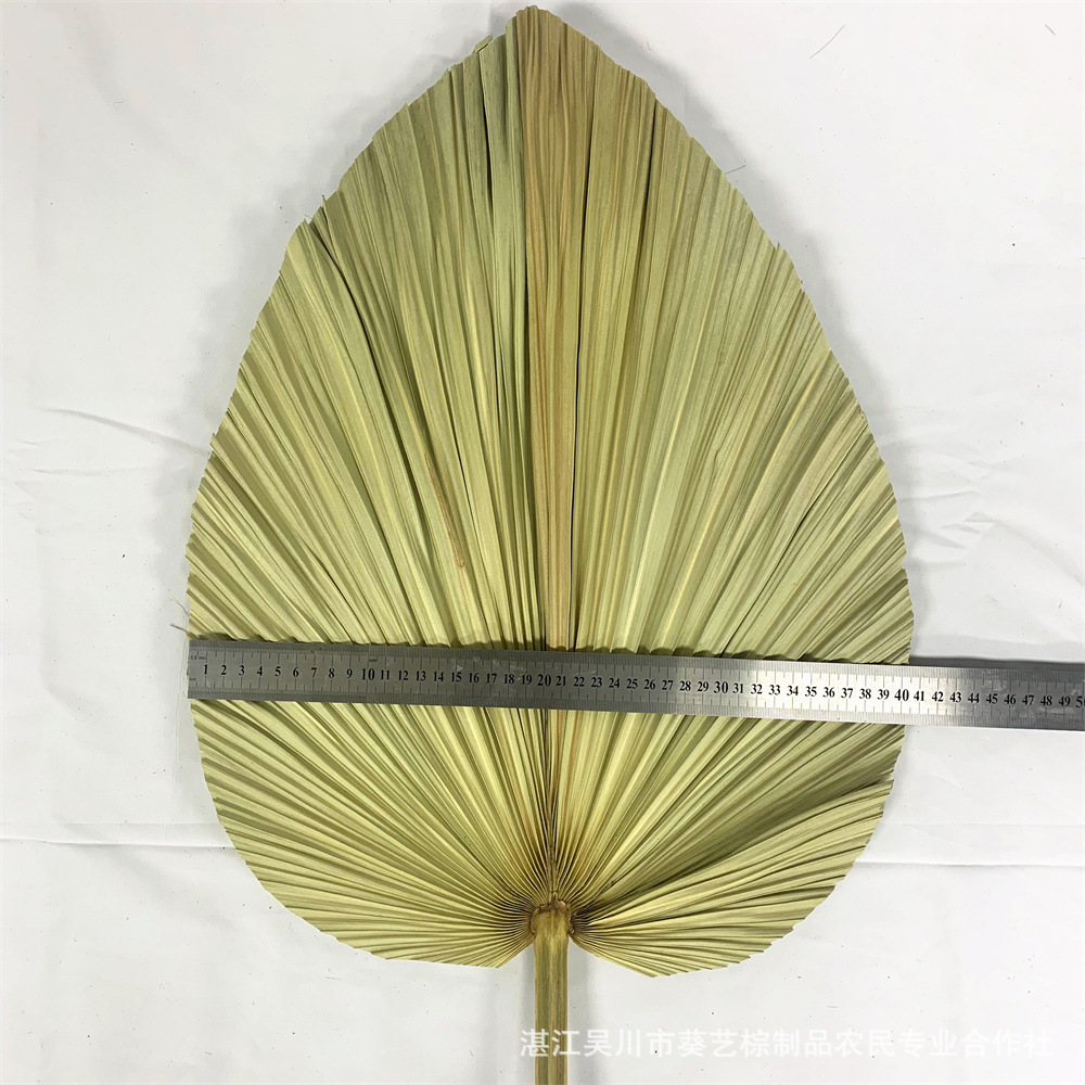 Los fabricantes de hojas de la flor seca de la hoja de la palma de la planta de hoja de la flor seca de la hoja de La Palma